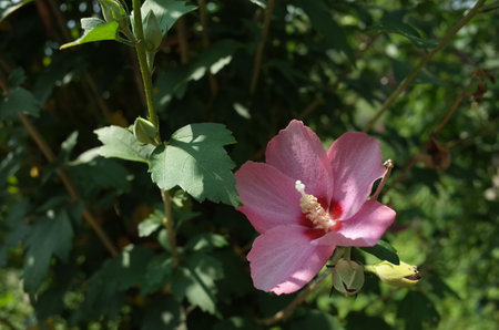 韓国国花の写真 イラスト素材一覧 1 785件 ストックフォトのamanaimages Plus
