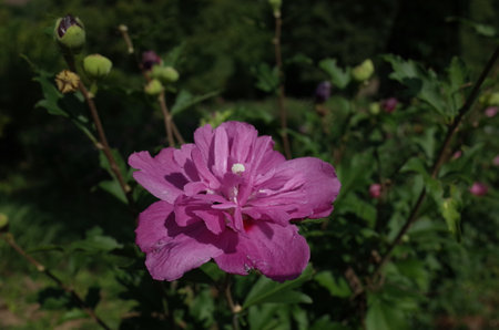 韓国国花の写真 イラスト素材一覧 1 785件 ストックフォトのamanaimages Plus