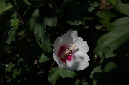 韓国国花の写真 イラスト素材一覧 1 785件 ストックフォトのamanaimages Plus