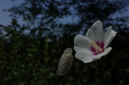 White Flowers of Rose of Sharon in Full Bloom