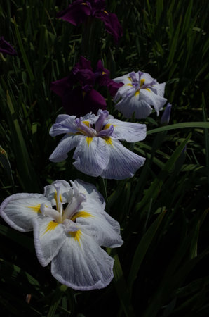 White Flower of Iris in Full Bloomの写真素材