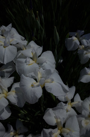 White Flower of Iris in Full Bloomの写真素材