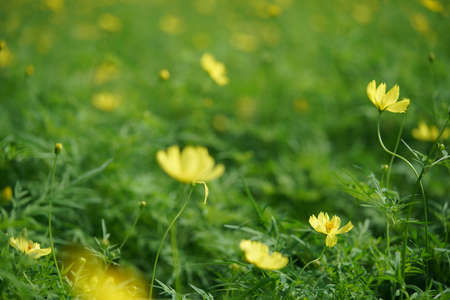 Light Yellow Flower of Cosmos in Full Bloom