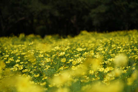 Light Yellow Flower of Cosmos in Full Bloomの写真素材