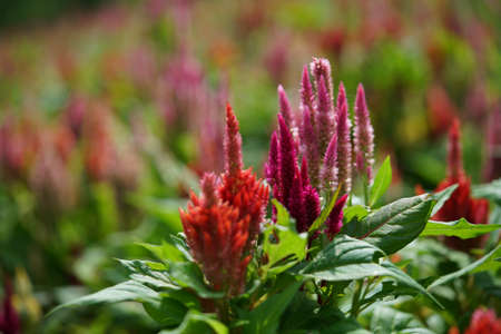 Flowers of Cockscomb in full bloomの写真素材