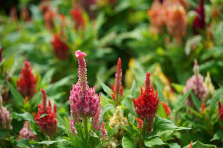 Flowers of Cockscomb in full bloom