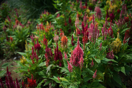 Flowers of Cockscomb in full bloom