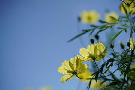 Light Yellow Flower of Cosmos in Full Bloomの写真素材