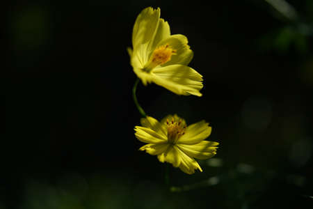 Light Yellow Flower of Cosmos in Full Bloom