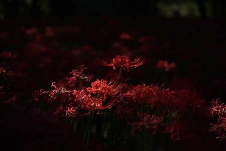 Red Flowers of Lycoris radiata in Full Bloomの写真素材