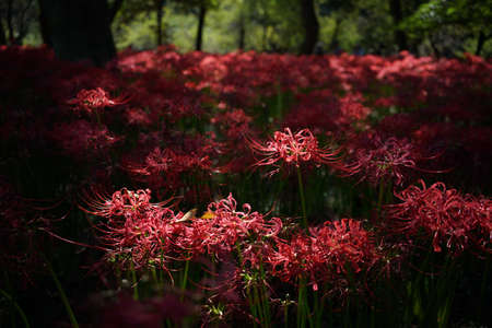Red Flowers of Lycoris radiata in Full Bloomの写真素材