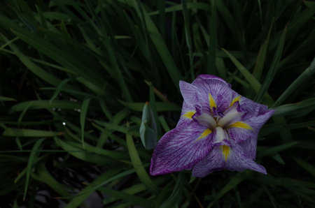 Light Blue Flower of Iris in Full Bloom