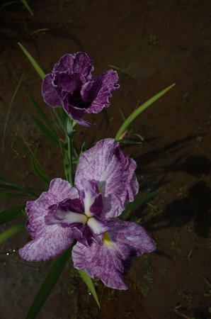 Light Purple Flower of Iris in Full Bloomの写真素材