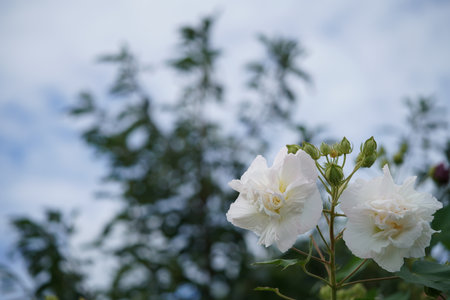 White Flowers of Cotton rosemallow in Full Bloomの写真素材