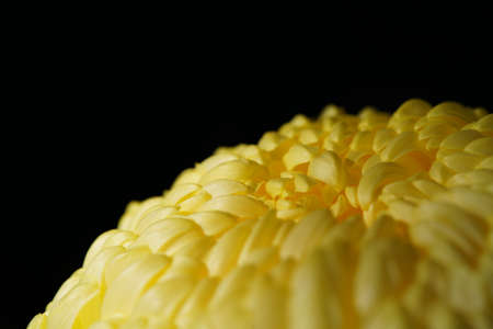 Light Yellow flowers of Chrysanthemum 'Atsumono' in full bloomの写真素材