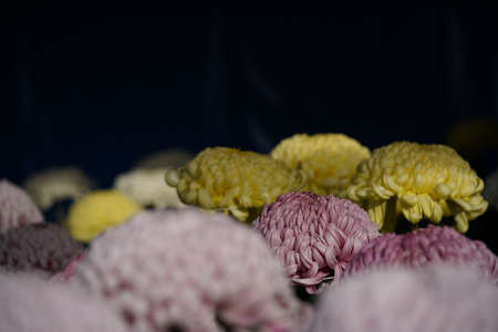 Various Colors of flowers of Chrysanthemum 'Atsumono' in full bloom
