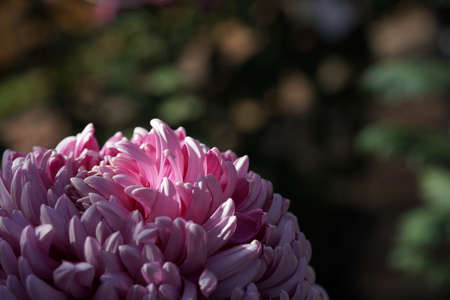 Light Pink flower center of Chrysanthemum 'Atsumono' in full bloomの写真素材