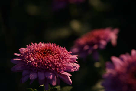 Red flowers of Chrysanthemum 'Choji Giku' in full bloomの写真素材