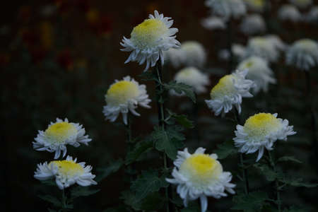 White and Light Cream flowers of Chrysanthemum 'Choji Giku' in full bloom