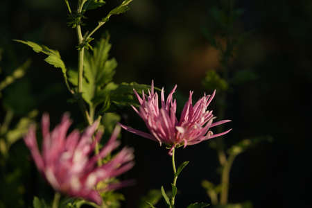 Light Purple flowers of Chrysanthemum 'Edo Giku' in full bloomの写真素材