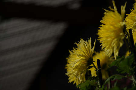 Yellow flowers of Chrysanthemum 'Edo Giku' in full bloom