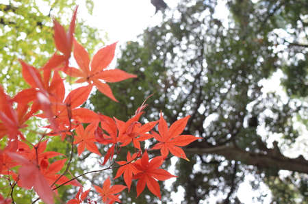 Red autumn leaves of Japanese Maple