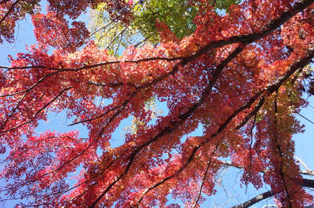 Red autumn leaves of Japanese Maple