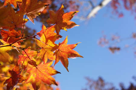 Red autumn leaves of Japanese Maple