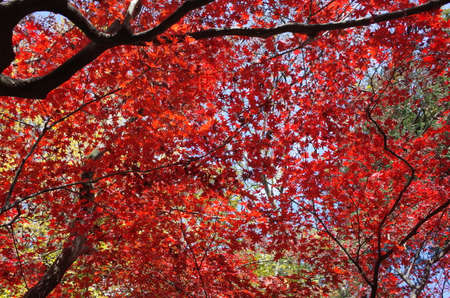 Red autumn leaves of Japanese Mapleの写真素材