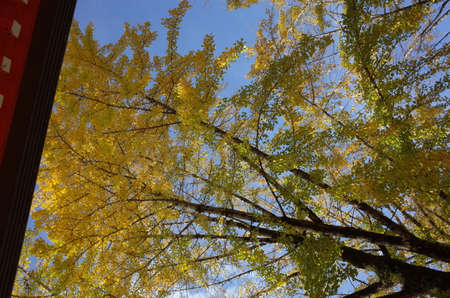 Yellow autumn leaves of Ginkgo