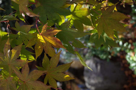 Red autumn leaves of Japanese Maple