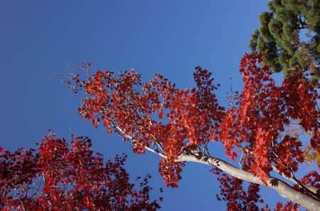 Red autumn leaves of Japanese Maple