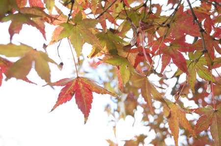 Red autumn leaves of Japanese Maple