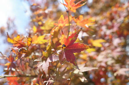 Red autumn leaves of Japanese Maple