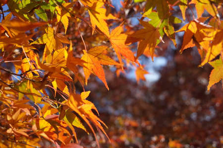 Red autumn leaves of Japanese Maple