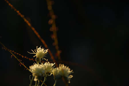 Light Cream flowers of Chrysanthemum 'Edo Giku' in full bloomの写真素材