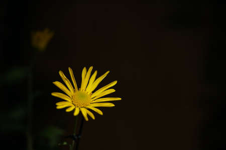 Yellow flowers of Chrysanthemum 'Higo Giku' in full bloom
