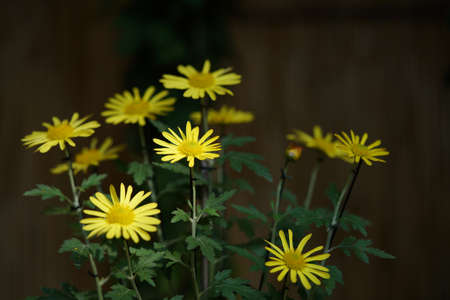 Light Yellow flowers of Chrysanthemum 'Higo Giku' in full bloomの写真素材