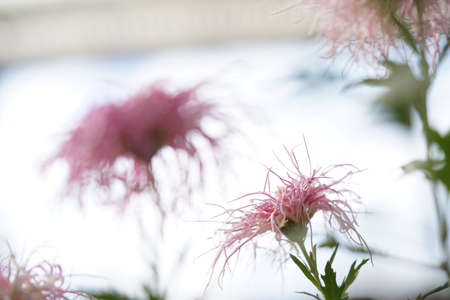 Faint Pink flowers of Chrysanthemum 'Ise Giku' in full bloom