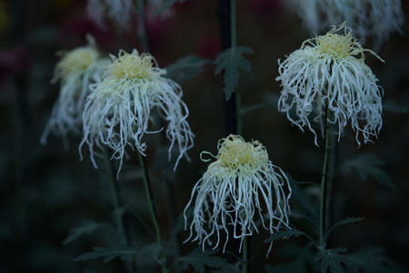 White and Light Cream flowers of Chrysanthemum 'Ise Giku' in full bloom