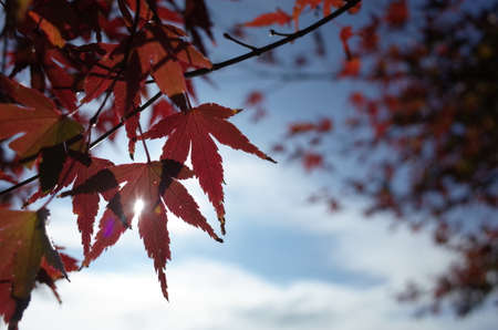 Red autumn leaves of Japanese Mapleの写真素材