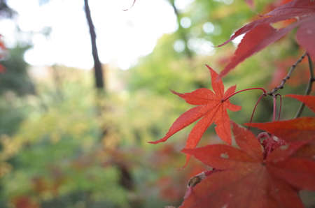 Red autumn leaves of Japanese Maple