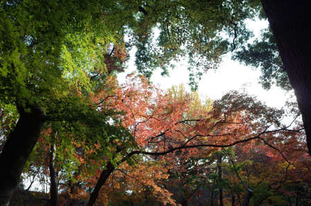 Red autumn leaves of Japanese Maple