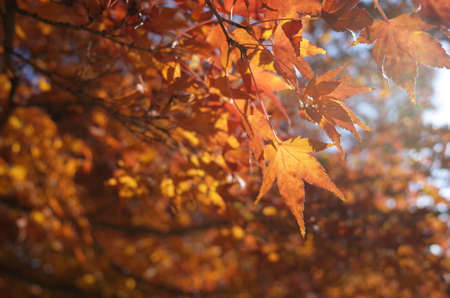 Red autumn leaves of Japanese Maple