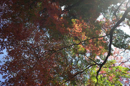 Red autumn leaves of Japanese Maple