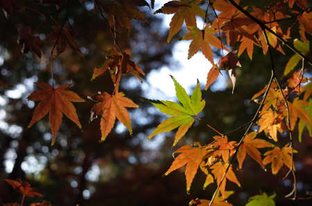 Red autumn leaves of Japanese Maple