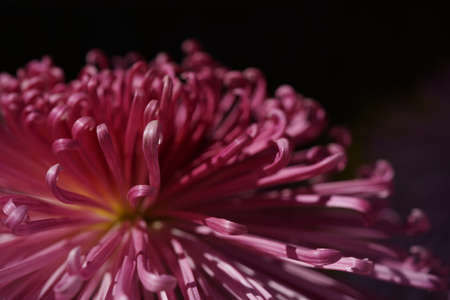 Light Purple flower center of Chrysanthemum 'Kudamono' in full bloom