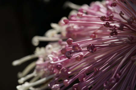 Light Purple flower center of Chrysanthemum 'Kudamono' in full bloomの写真素材