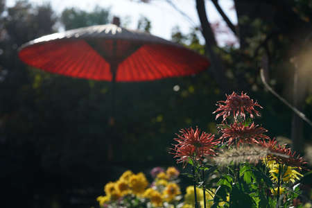 Purple flowers of Chrysanthemum 'Edo Giku' in full bloom
