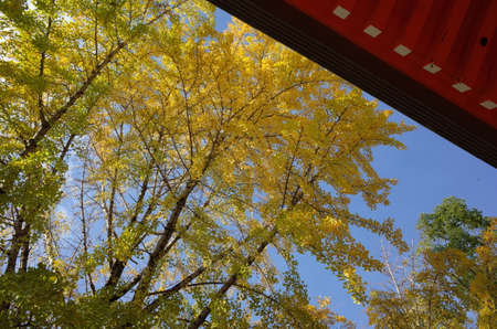 Yellow autumn leaves of Ginkgo